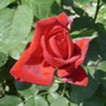 вредители роз: тля розанная зеленая и тля розанная листовая