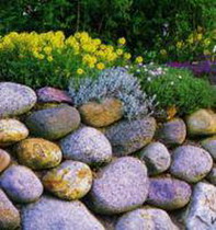 цветущие среди камней