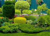 топиарное искусство для вашего сада